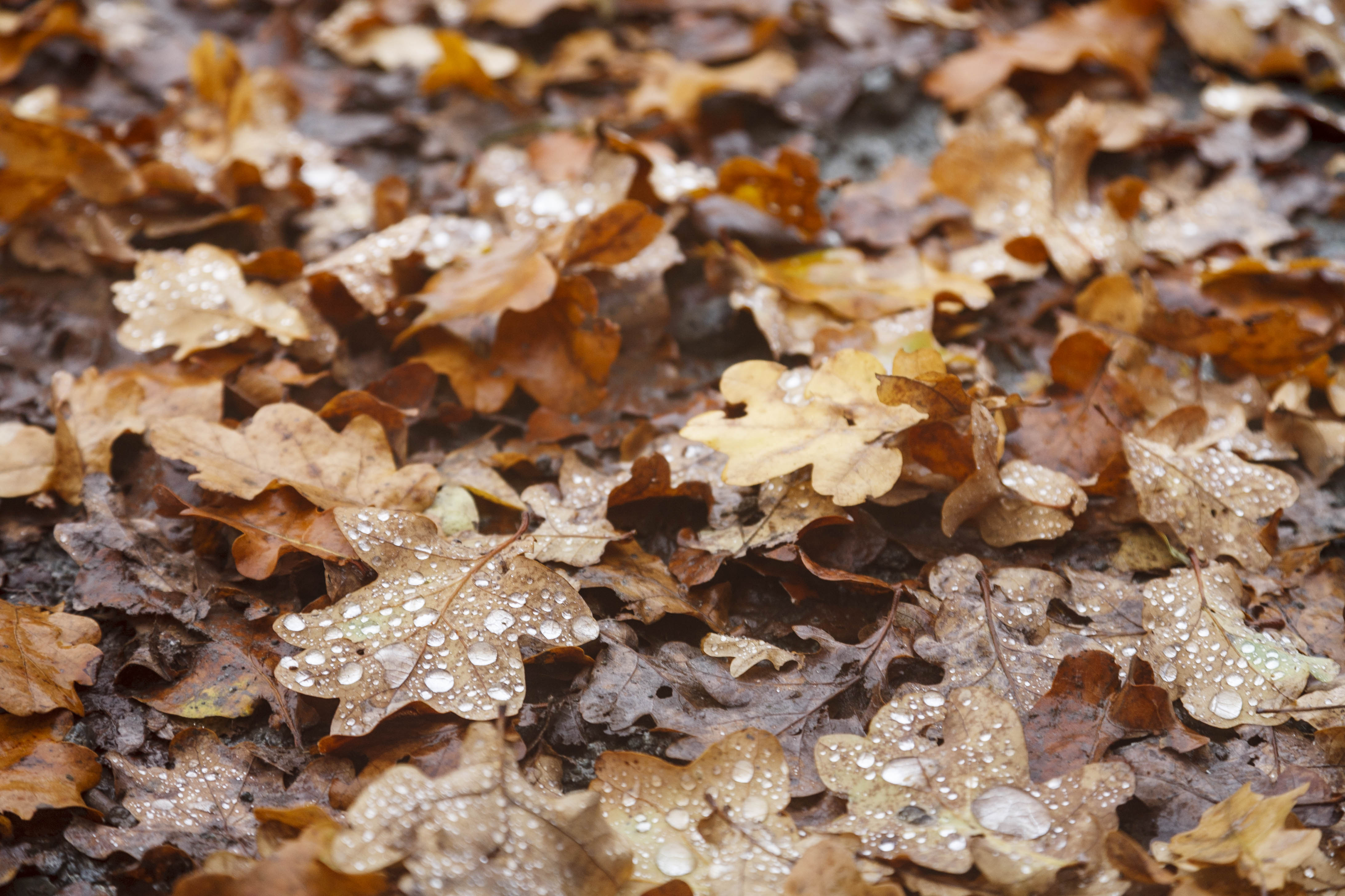 Raindrops on oak tree leaves in autumn