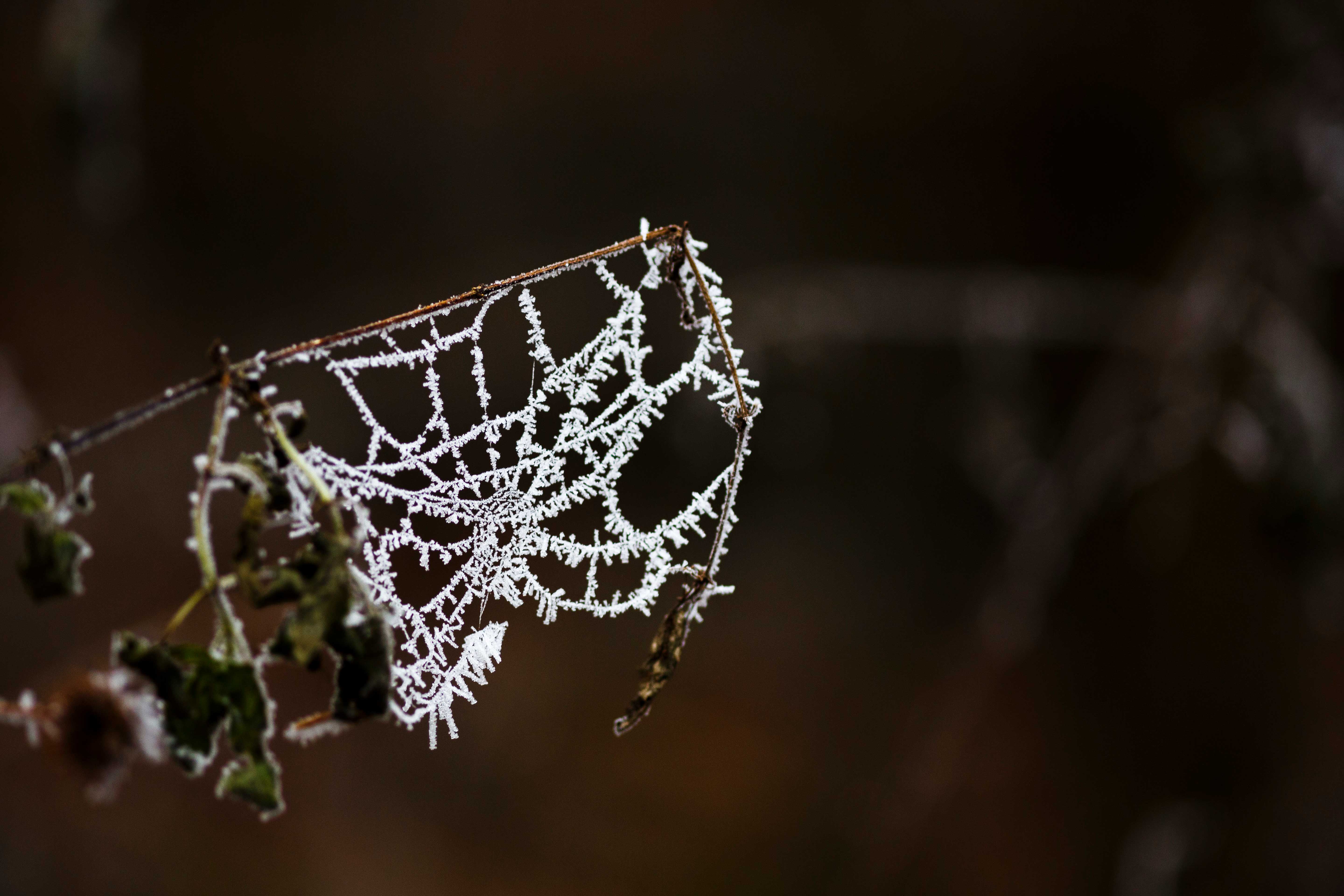 Spinnennetz bei Frost