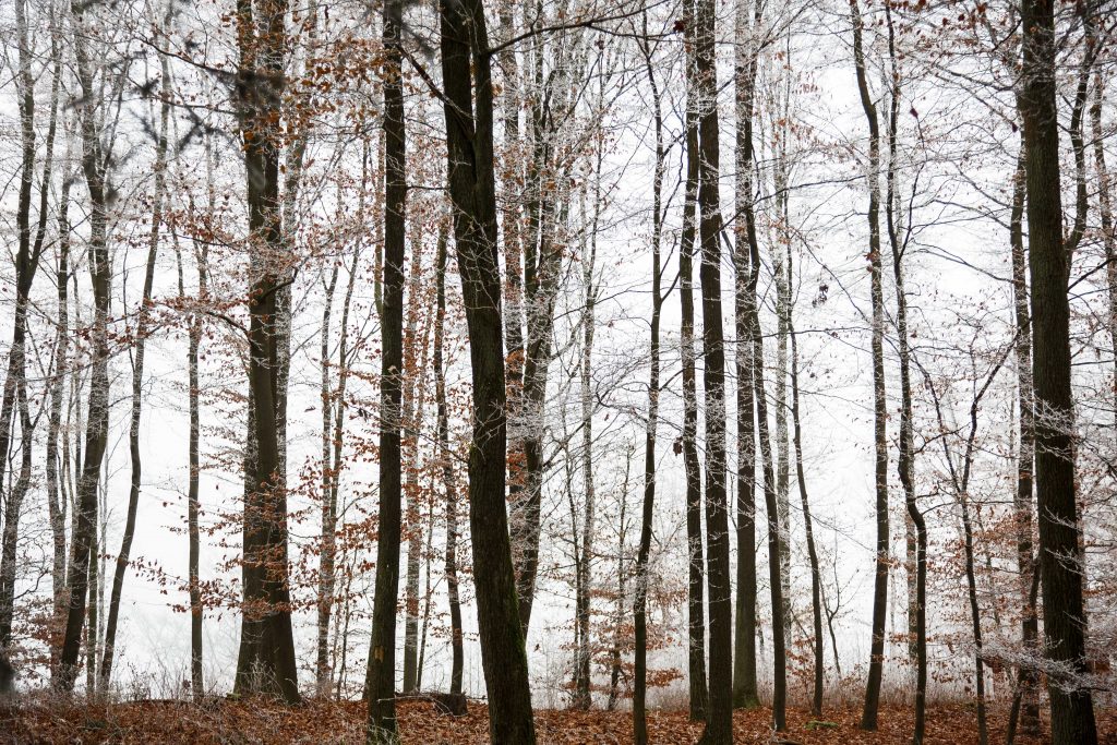 Bäume im Winterwald
