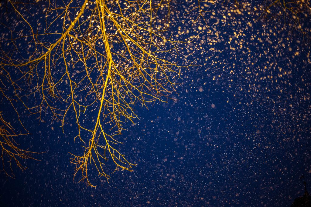 Schneeflocken vor dunkelblauem Nachthimmel und dem beleuchtetem Ast eines Baumes