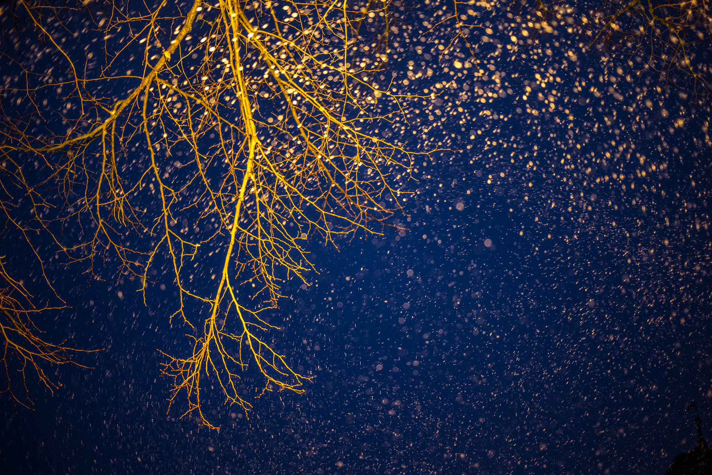 Schneeflocken vor dunkelblauem Nachthimmel und einem beleuchtetem Ast eines Baumes