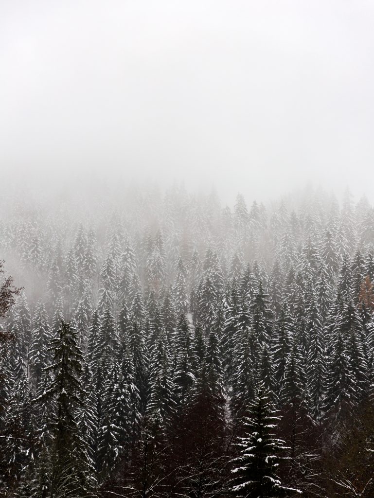 Verschneiter Fichtenwald im Nebel